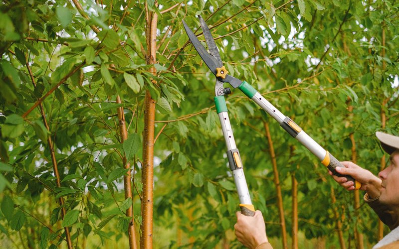 Tree trimming in Medical Lake, WA